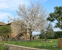 Esterna - Albero