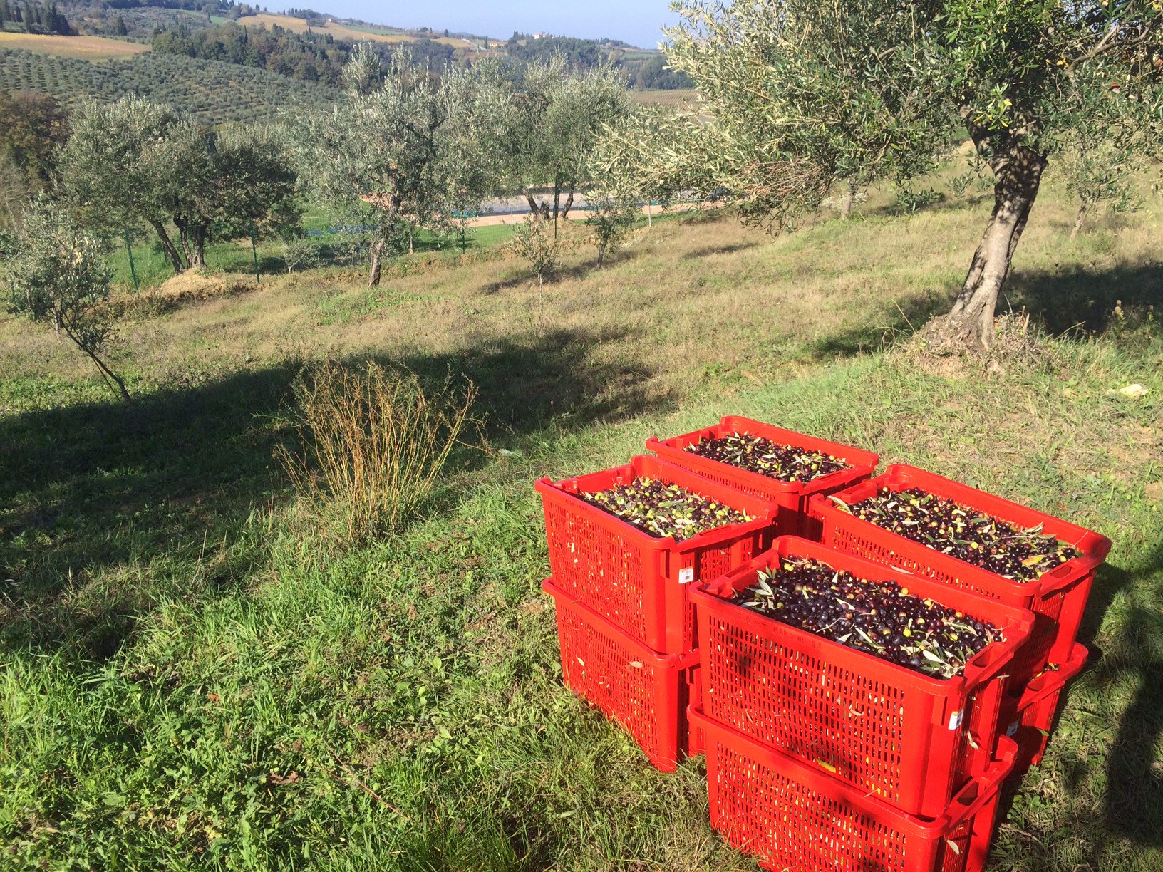 olio extravergine d'olive casa girasoli